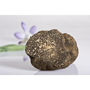 FRISCHER HERBSTTRÜFFEL AUS ITALIEN (TUBER UNCINATUM...
