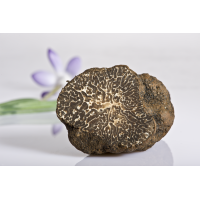 FRISCHER HERBSTTRÜFFELAUS ITALIEN  (TUBER UNCINATUM) 20 g